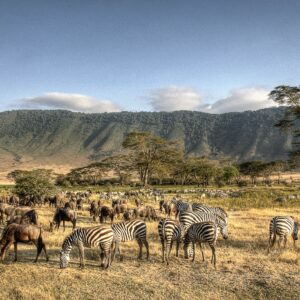 9-day Northern Tanzania safari and Zanzibar