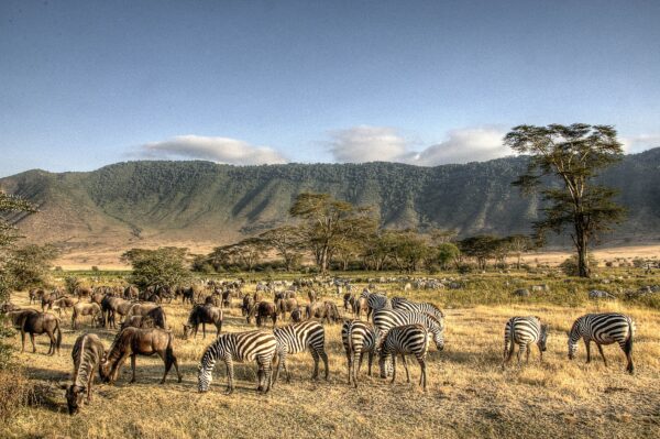 9-day Northern Tanzania safari and Zanzibar