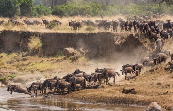 Private semi-luxury migration safari