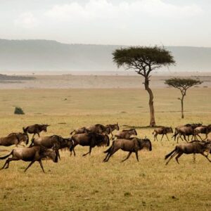 7-day Northern Tanzania safari