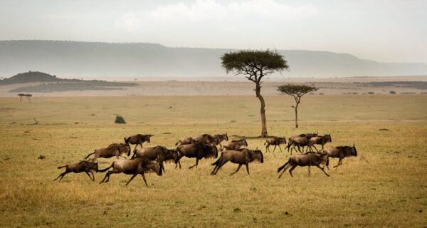 7-day Northern Tanzania safari