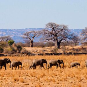 Tarangire National Park Safari