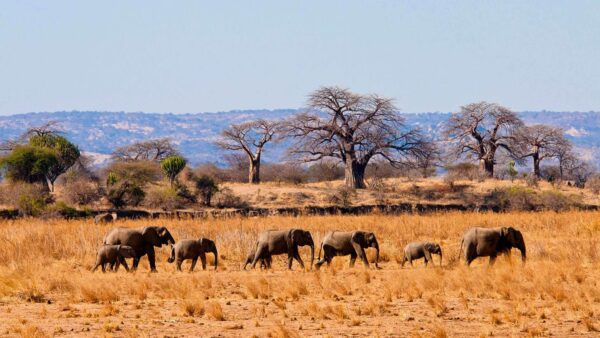 Tarangire National Park Safari