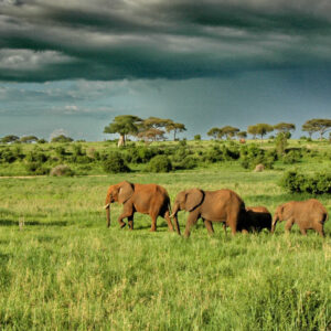 Tarangire National Park Safari