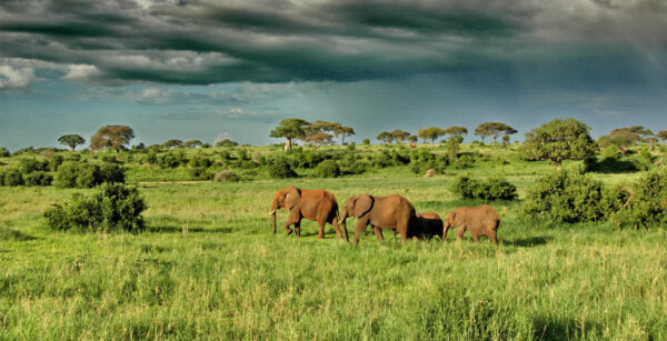 Tarangire National Park Safari