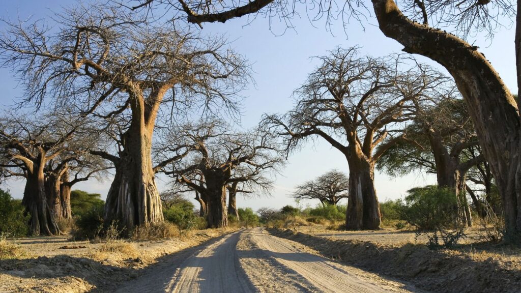 Ruaha National Park Safari