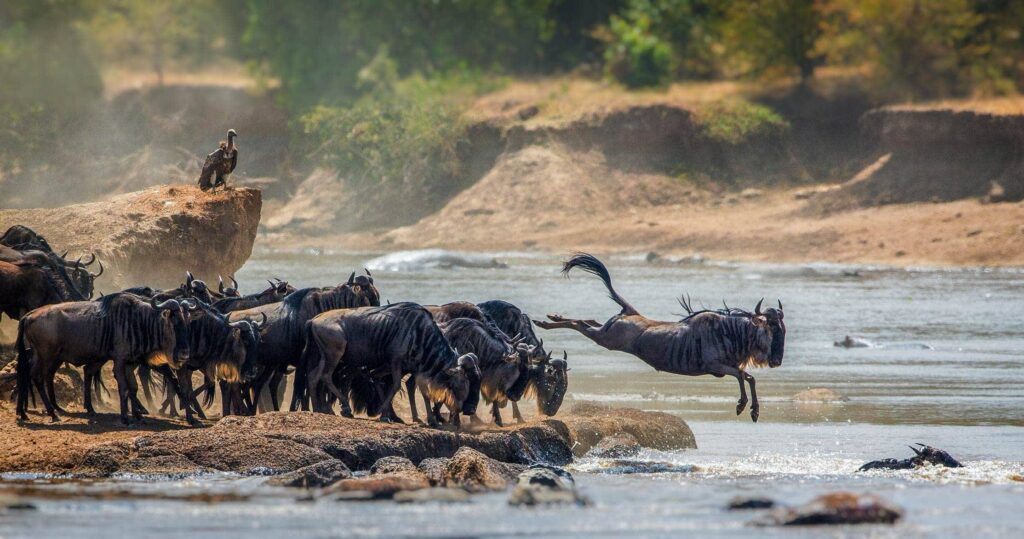 Serengeti National Park Safari