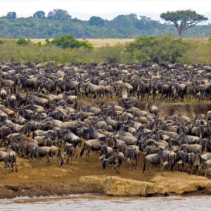 3-day migration safari from Zanzibar