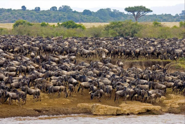 3-day migration safari from Zanzibar